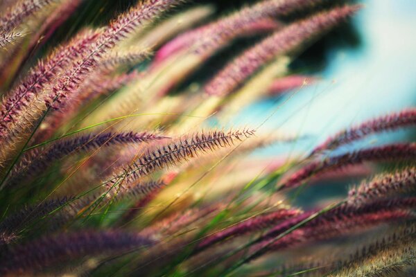 Delicate flowers on the background of water