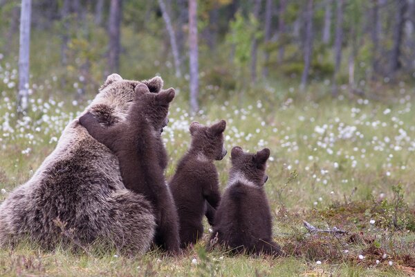 Familia de osos arrasa en campo de flores