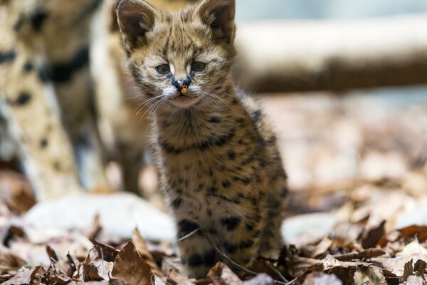 Curious of the feline family