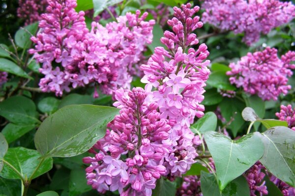 Pink flowers of nature in the garden