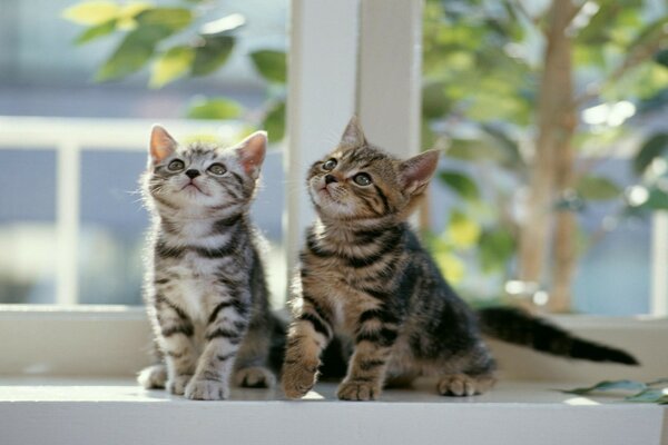 Cute sweet kittens on the windowsill