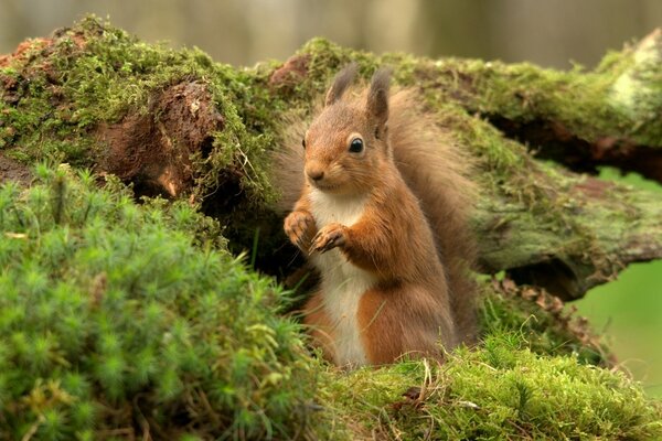 Cute wild animal in nature