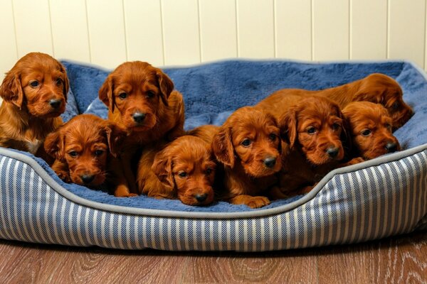 Ocho pequeños cachorros marrones acurrucados uno contra el otro