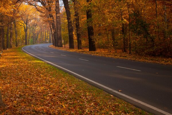 Autumn track in orange foliage nature landscape