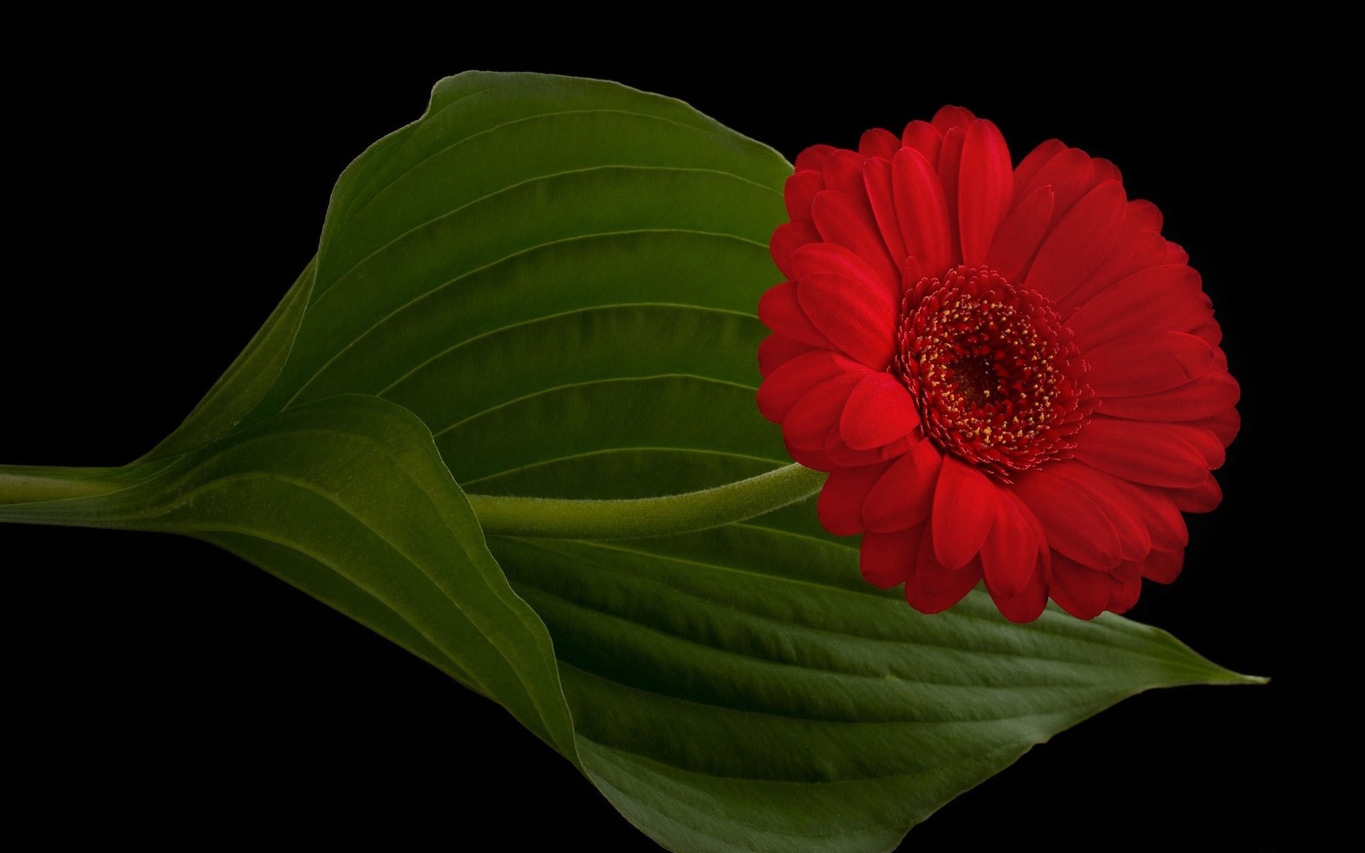 flores folha flora natureza flor cor bela close-up área de trabalho crescimento jardim brilhante gerbera