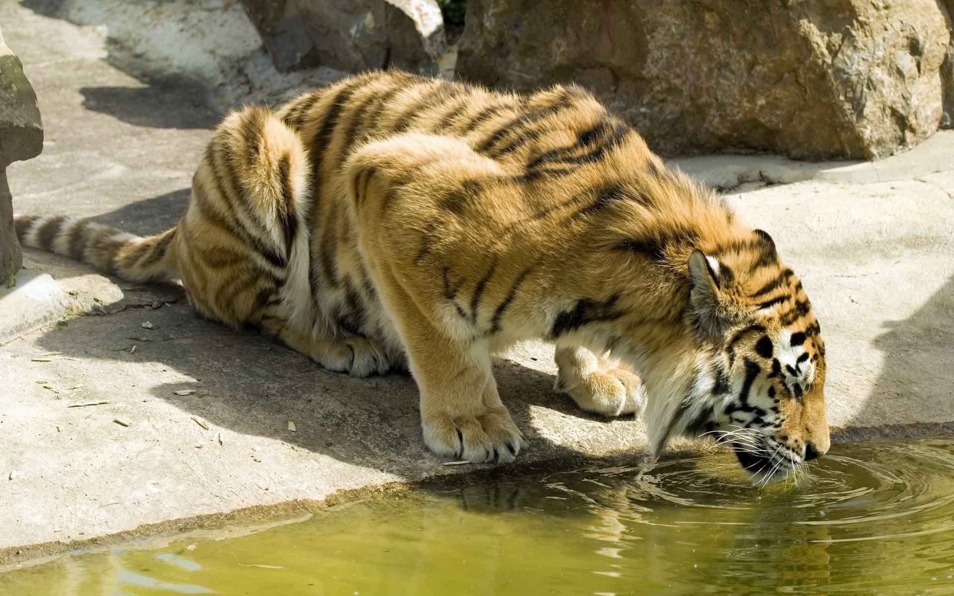 animaux tigre faune chat mammifère zoo prédateur animal mangeur de viande agression sauvage fourrure bande chasseur grand danger nature en colère à la recherche sibérien jungle chats féroce eau