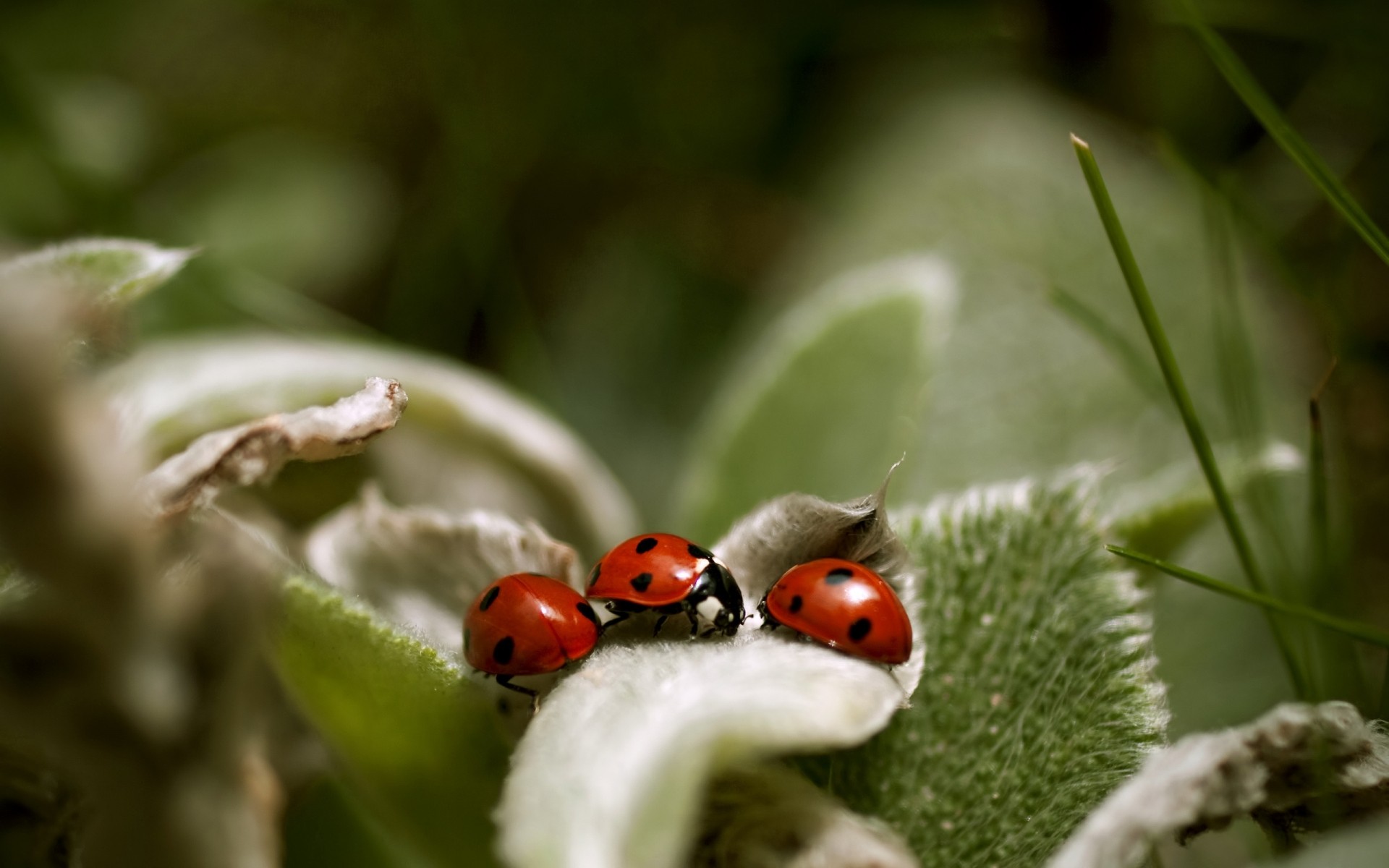 insects insect nature ladybug leaf flora outdoors beetle garden close-up wildlife tree little biology cute grass