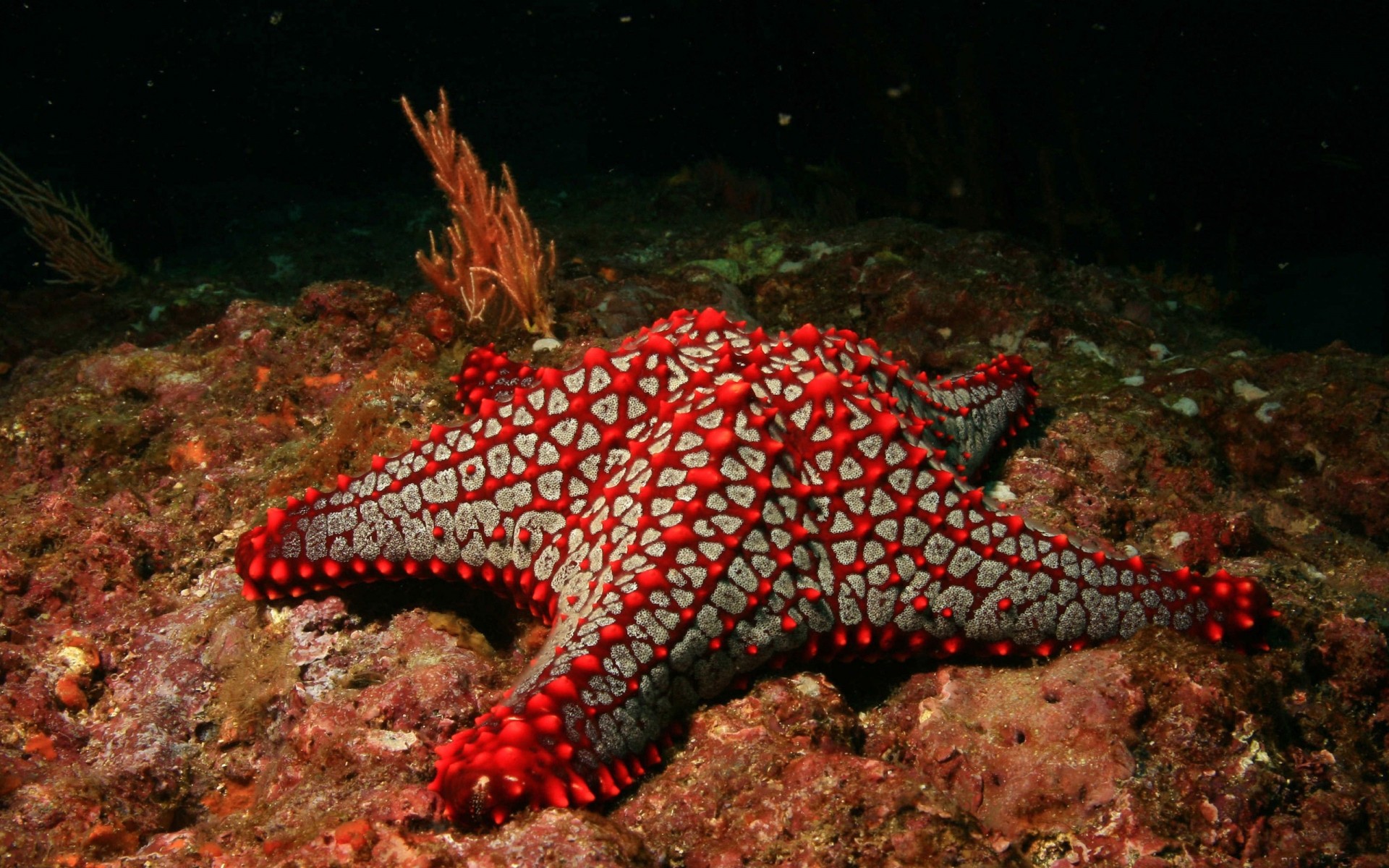 animales bajo el agua invertebrados peces equinodermos coral arrecife océano estrellas de mar vida silvestre submarino mar buceo agua mariscos biología marino medio ambiente tropical