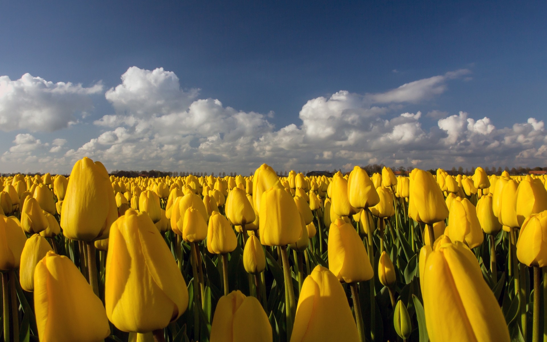 fleurs nature à l extérieur lumineux ciel paysage été beau temps soleil flore fleur champ tulipes tulipes jaunes