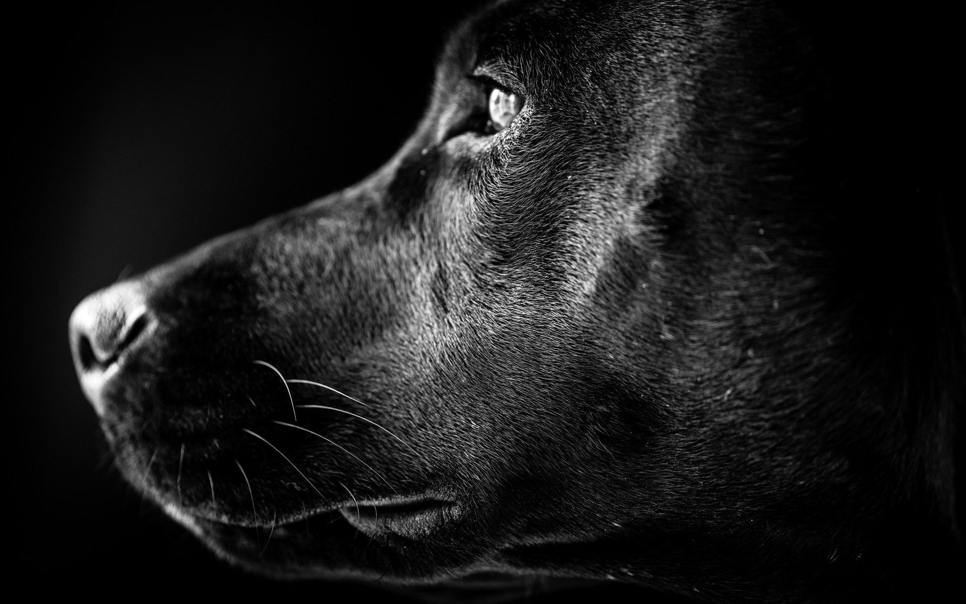 hunde monochrom hund porträt tier schwarz / weiß haustier ein auge studio hundespezialist säugetier natur labrador profil des hundes