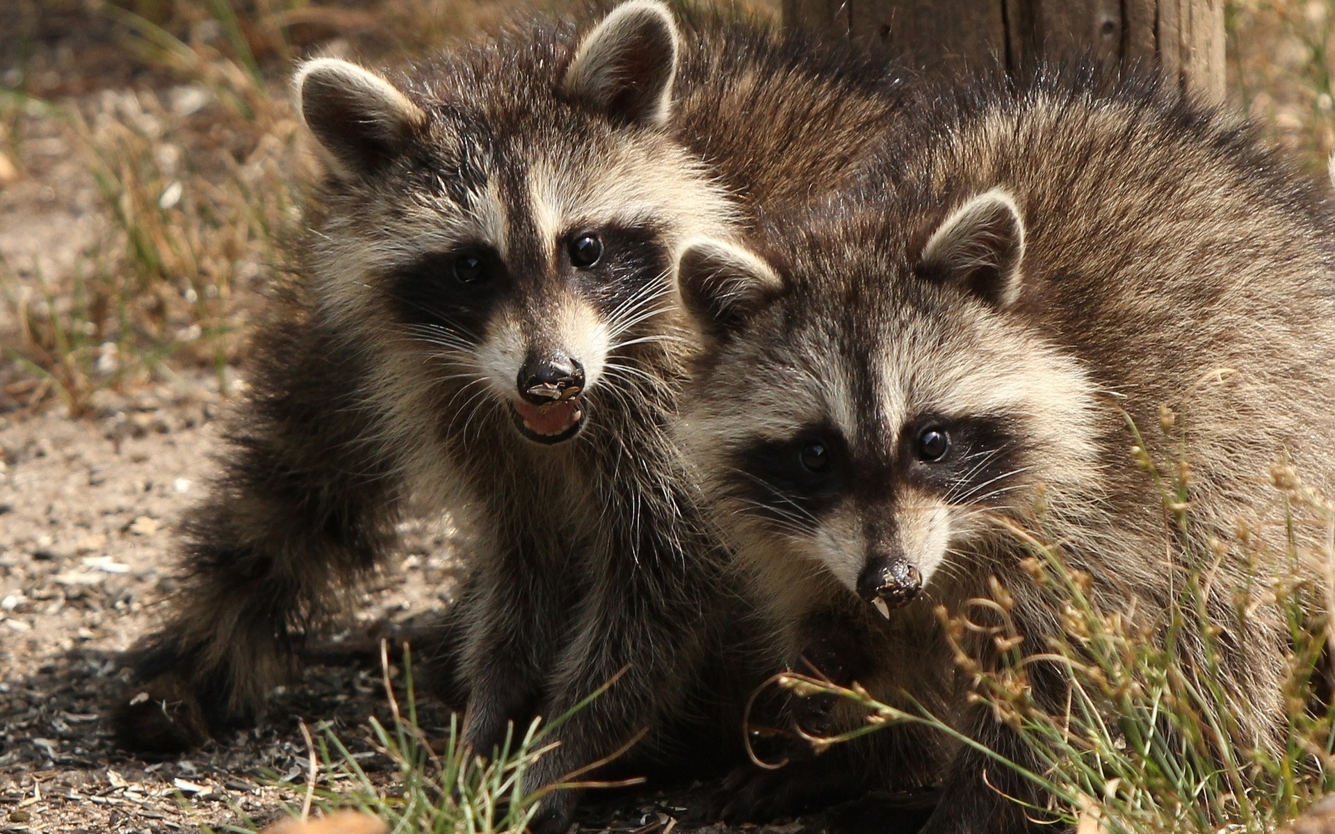 animali mammifero fauna selvatica carino animale natura pelliccia selvaggio ritratto piccolo zoo procioni