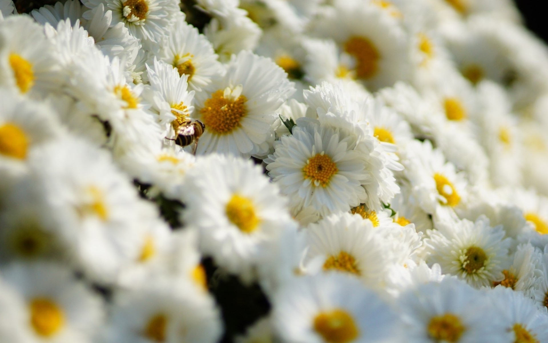 fleurs nature fleur flore été lumineux floral feuille saison champ couleur gros plan pétale jardin bluming marguerites belle foin bouquet marguerites