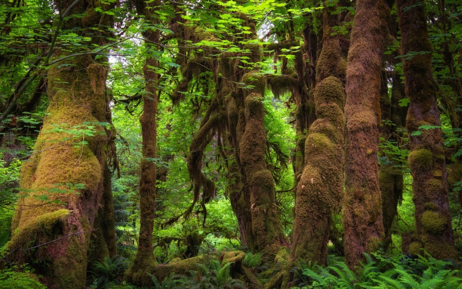 landscapes wood nature tree leaf landscape park wild outdoors environment moss hike trunk rainforest lush flora scenic fall trail forest green plants