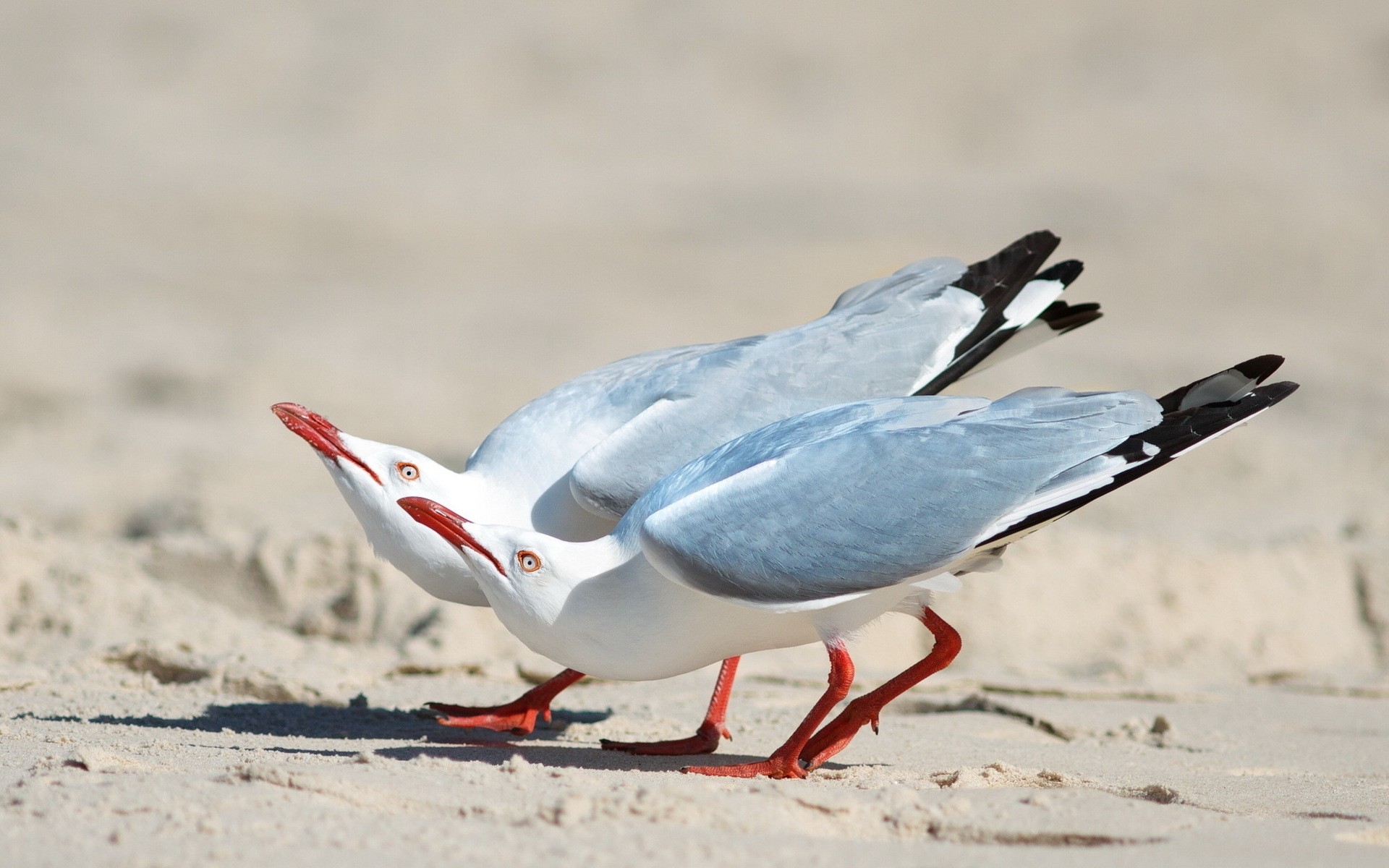 mouette oiseau faune nature animal plume mouette bec plage sauvage eau à l extérieur vol hiver aile mer mouette sable