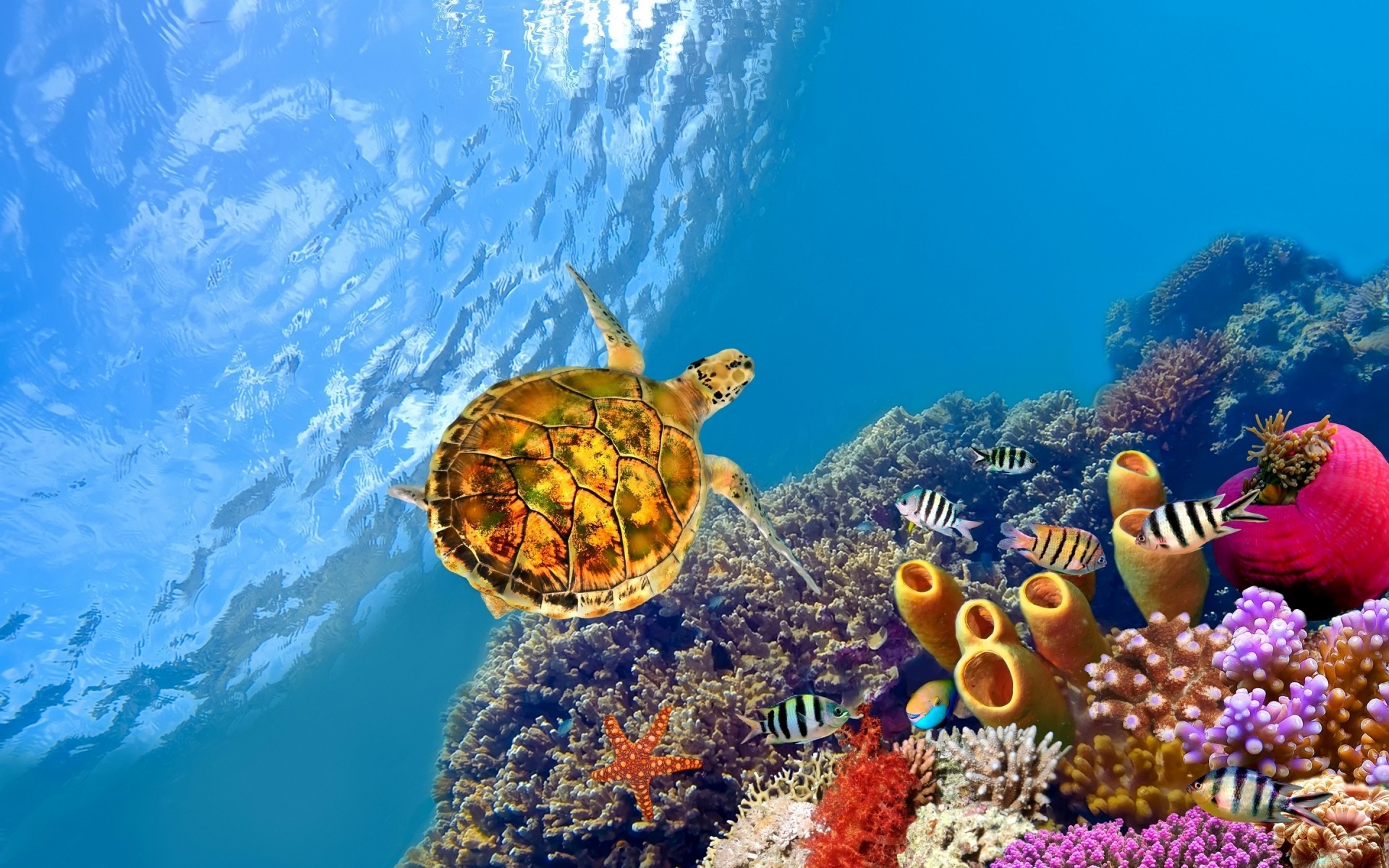 animais debaixo d água coral recife peixes mar água oceano tropical mergulho mergulho fuzileiro naval aquário água natureza profundo animal viagens submarino água salgada snorkeling tartaruga. oceano