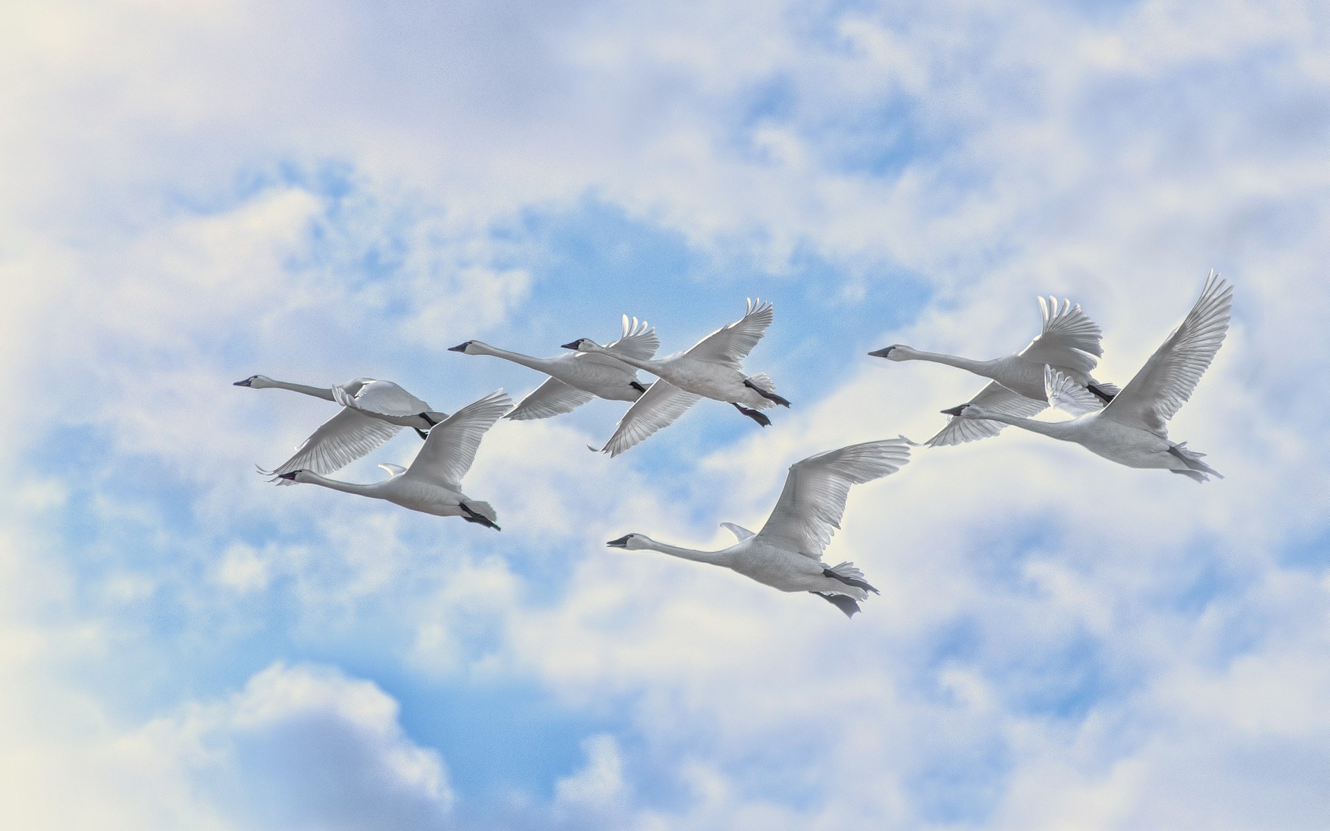 swans bird flight seagulls wildlife sky military wing outdoors air animal airplane migration goose nature aircraft fly