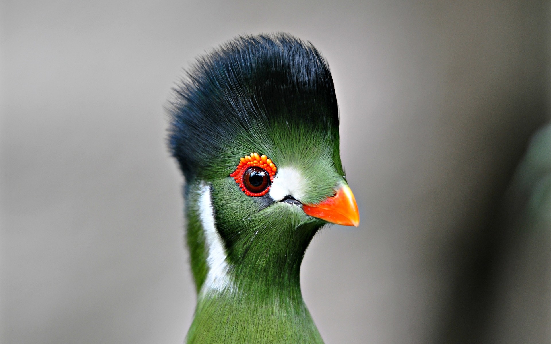 aves aves vida silvestre naturaleza animal solo al aire libre pluma pico