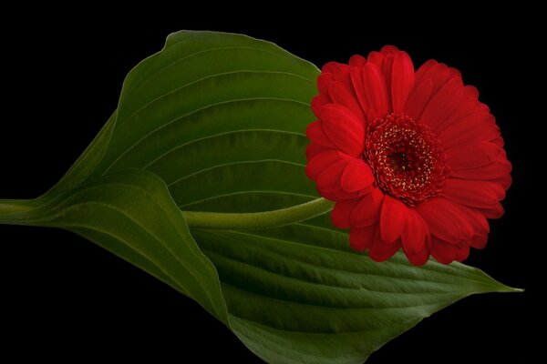 A flor perfeita. Folha verde