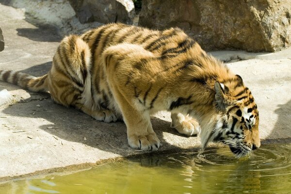 Big tiger drinks water