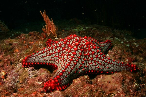 Equinodermos subaquáticos invertebrados no fundo