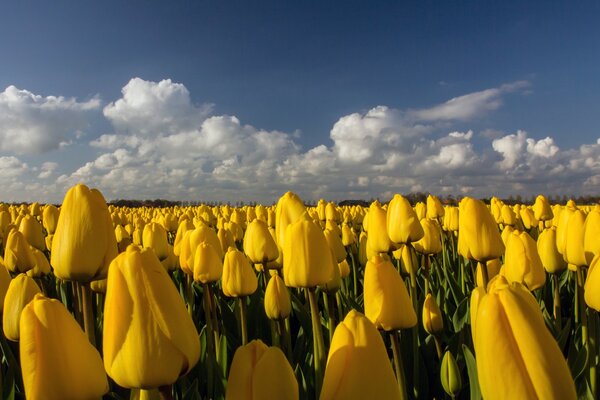 Hermoso campo amarillo de tulipanes