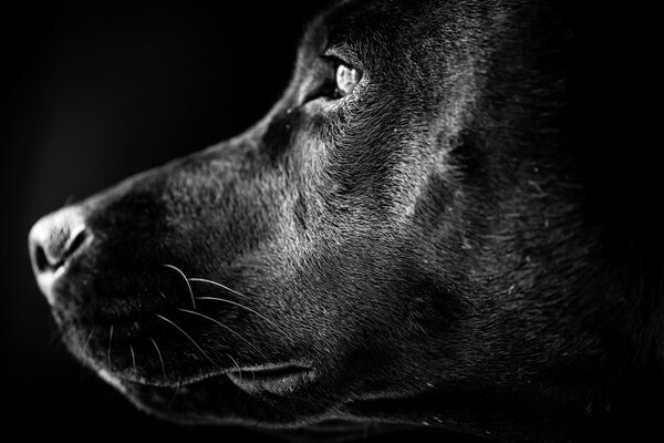 Retrato monocromático de un perro animal