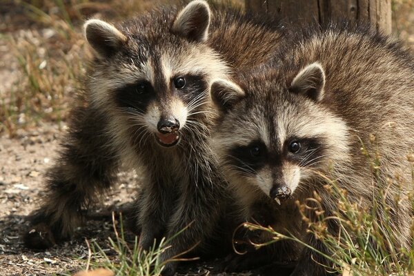 Yard raccoons scream at the camera