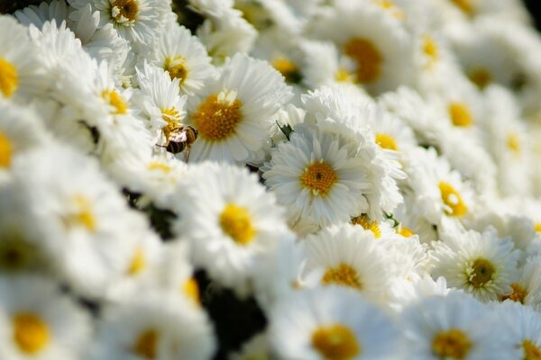 A field of bright white daisies