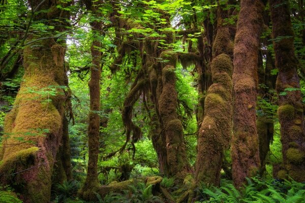 Dense jungle with interesting trees