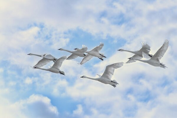 A flock of white swans are flying south