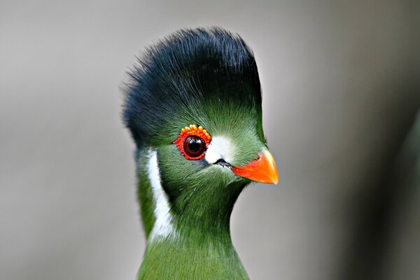 A beautiful unusual green bird