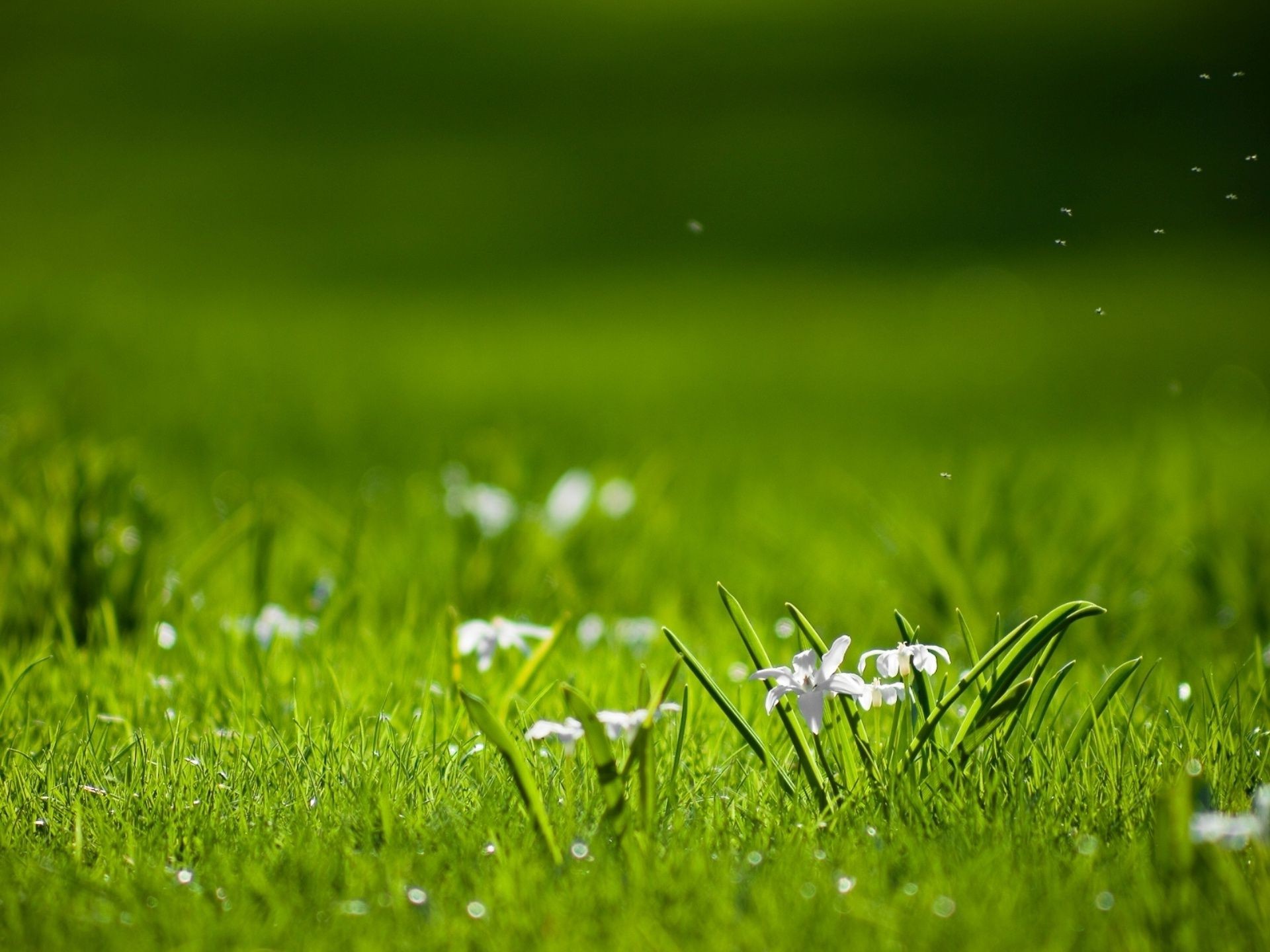 champs prairies et vallées herbe pelouse foin champ rosée jardin croissance nature luxuriante flore été pâturage lame soleil feuille gazon environnement herbeux chute cour