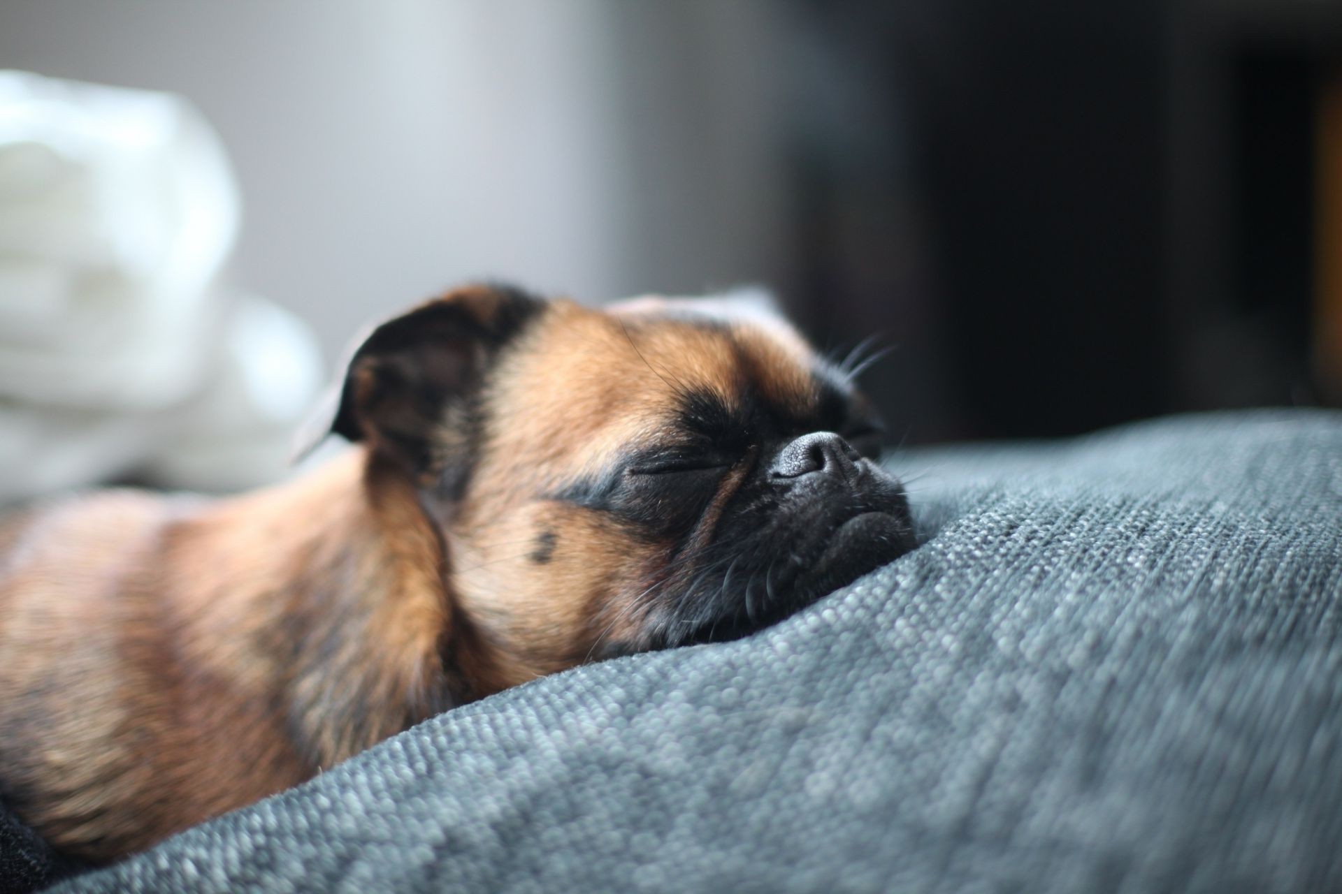 chien chien mammifère mignon animal de compagnie animal portrait chiot cynologue peu sommeil fourrure aperçu