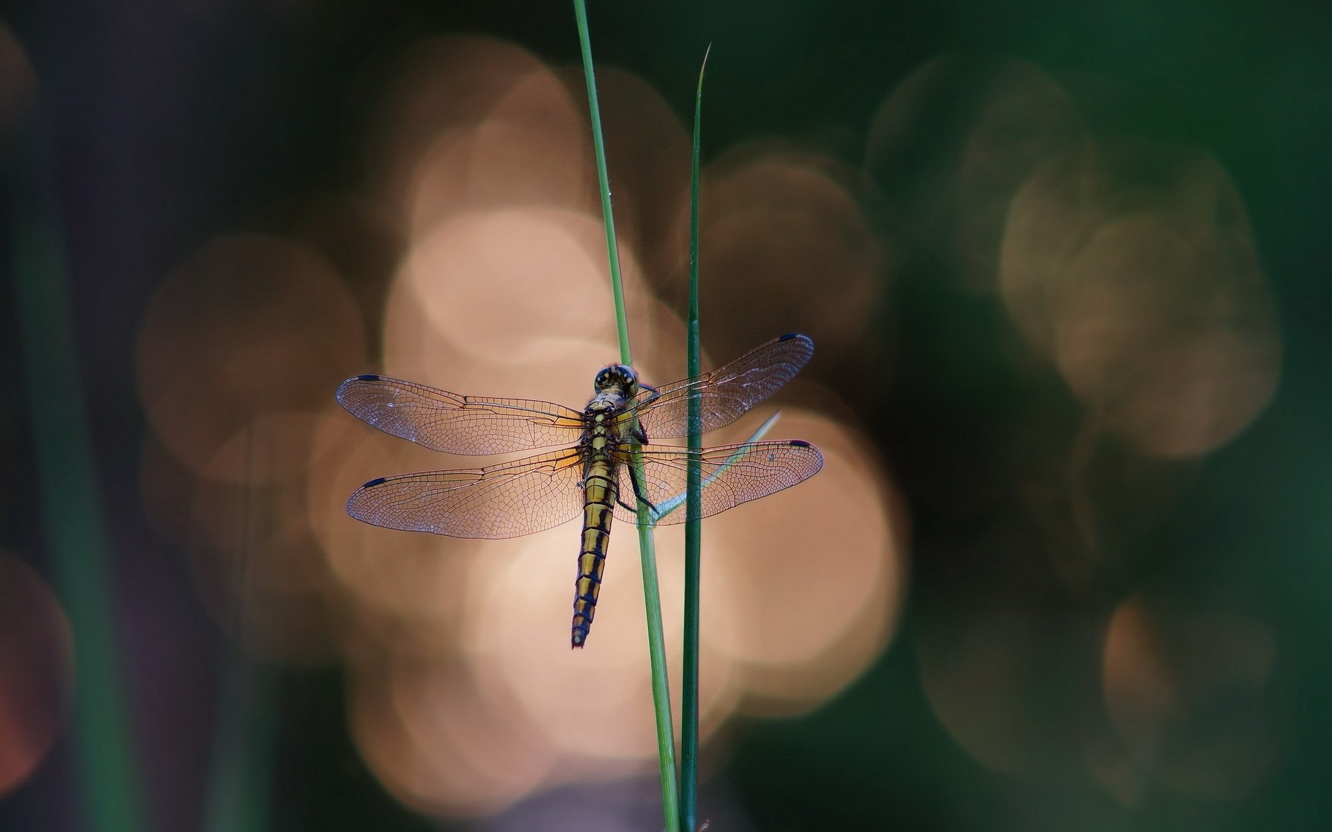 insekten insekt libelle wirbellose natur tierwelt fliegen im freien licht farbe tier blume schmetterling gras