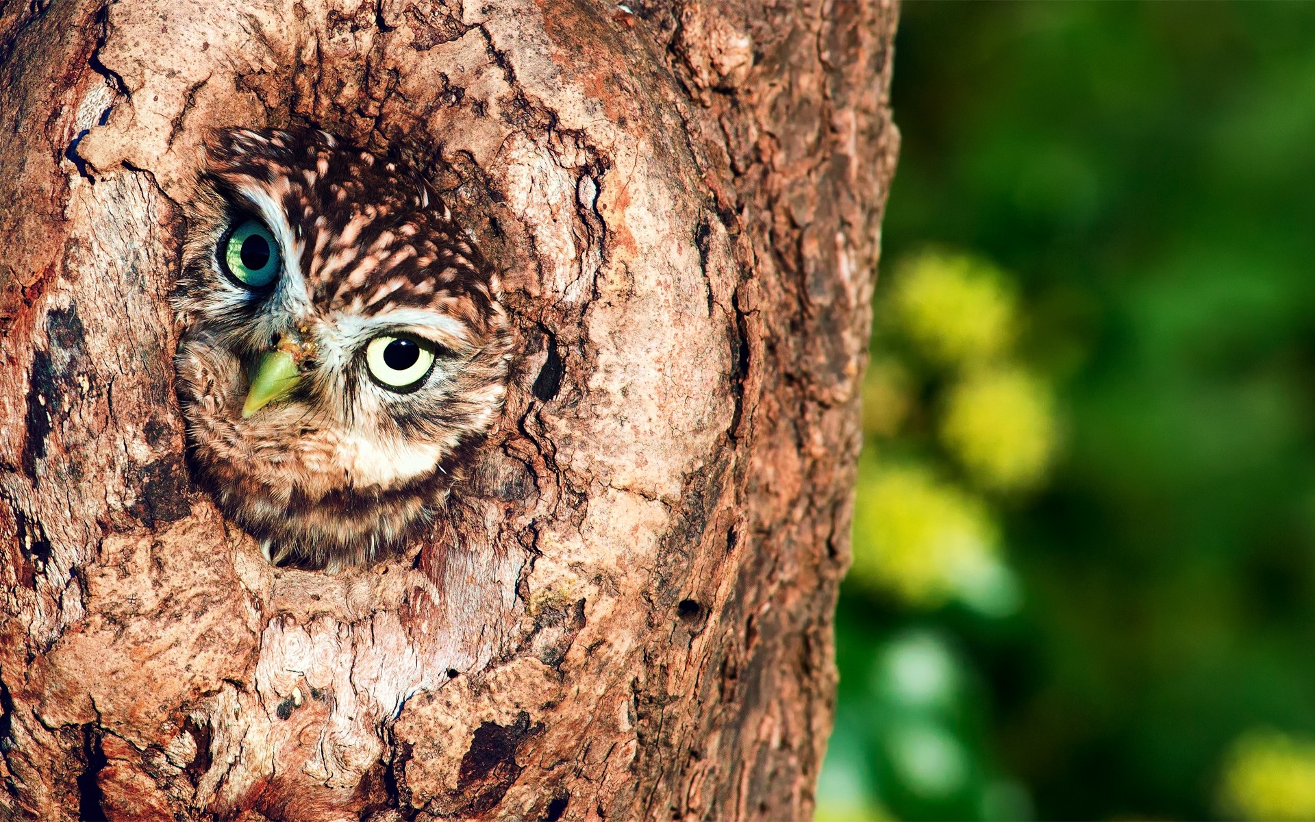 owl nature tree bird wood outdoors wildlife desktop close-up hollow