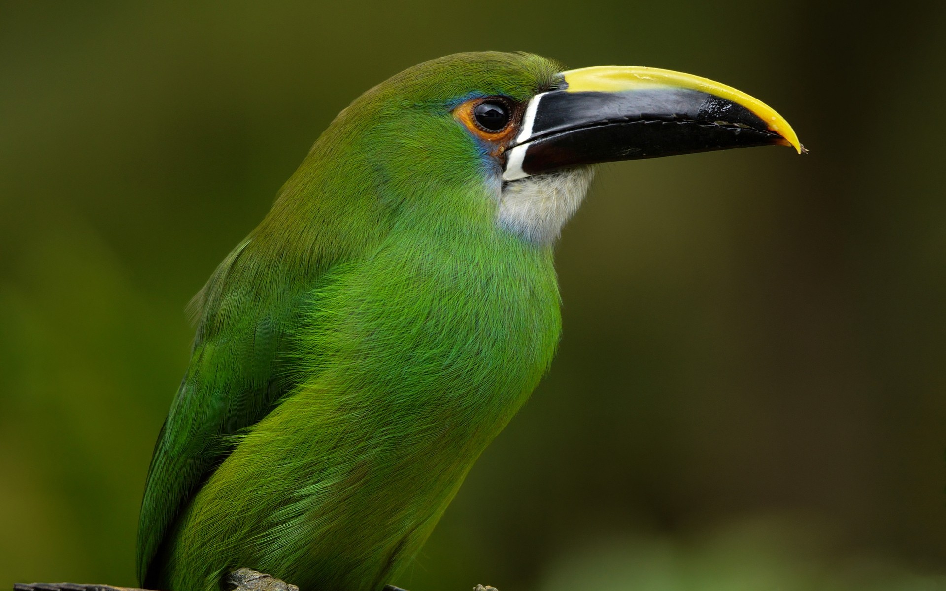 aves pássaro vida selvagem animal bico aviano selvagem natureza tropical ao ar livre asa exóticas