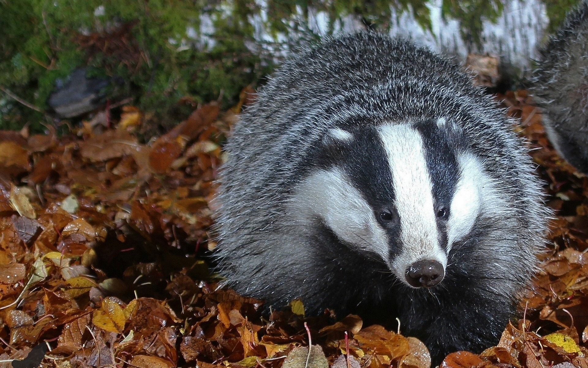 zwierzęta przyroda natura ssak na zewnątrz zwierzę dziki słodkie trawa mało środowiska