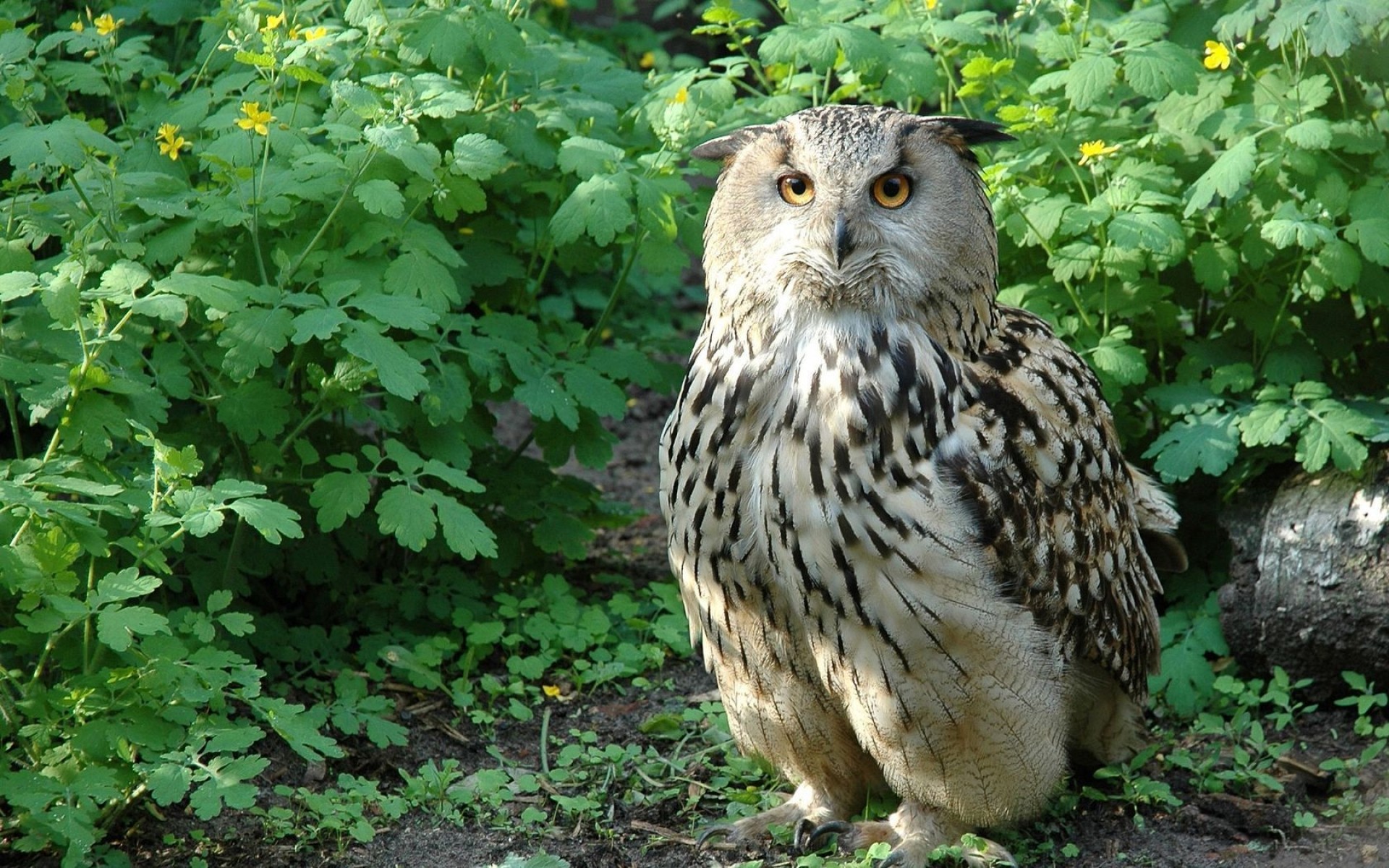 owl wildlife nature outdoors wild animal bird cute nocturne grown up