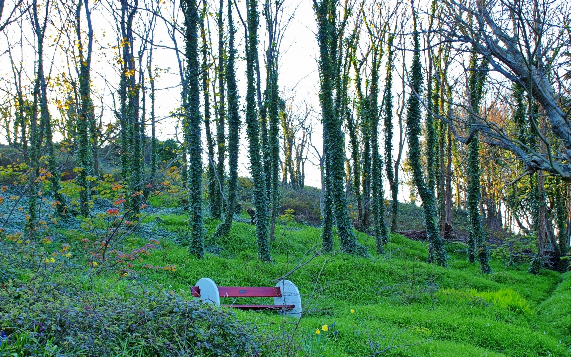 şehirler ve mimari ahşap manzara ağaç doğa park çevre açık havada doğal yaprak sezon gün ışığı sahne çimen manzara flora güzel hava yaz manzara orman ağaçlar