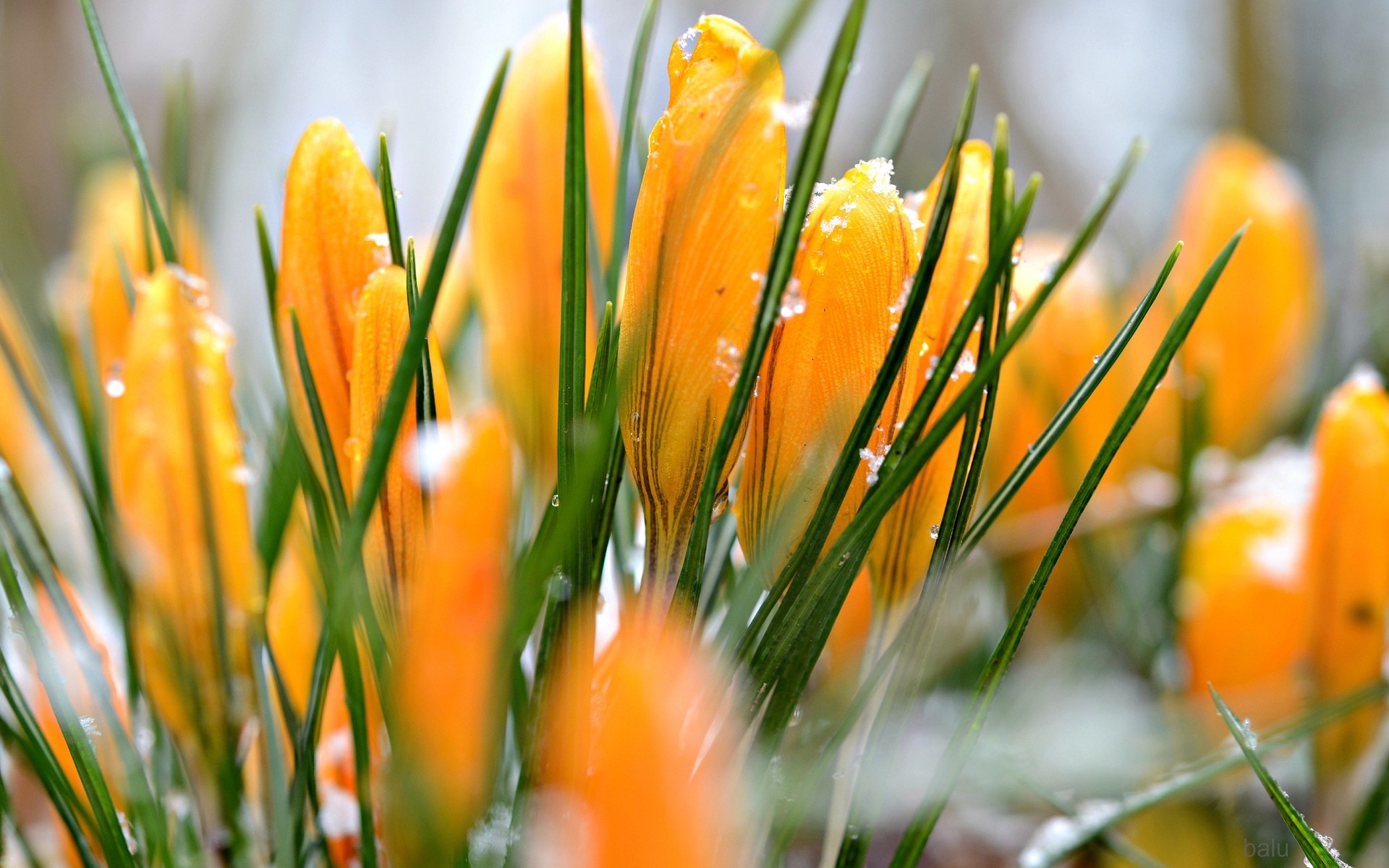 fleurs nature feuille été beau temps flou à l extérieur herbe lumineux jardin flore fleur crocus