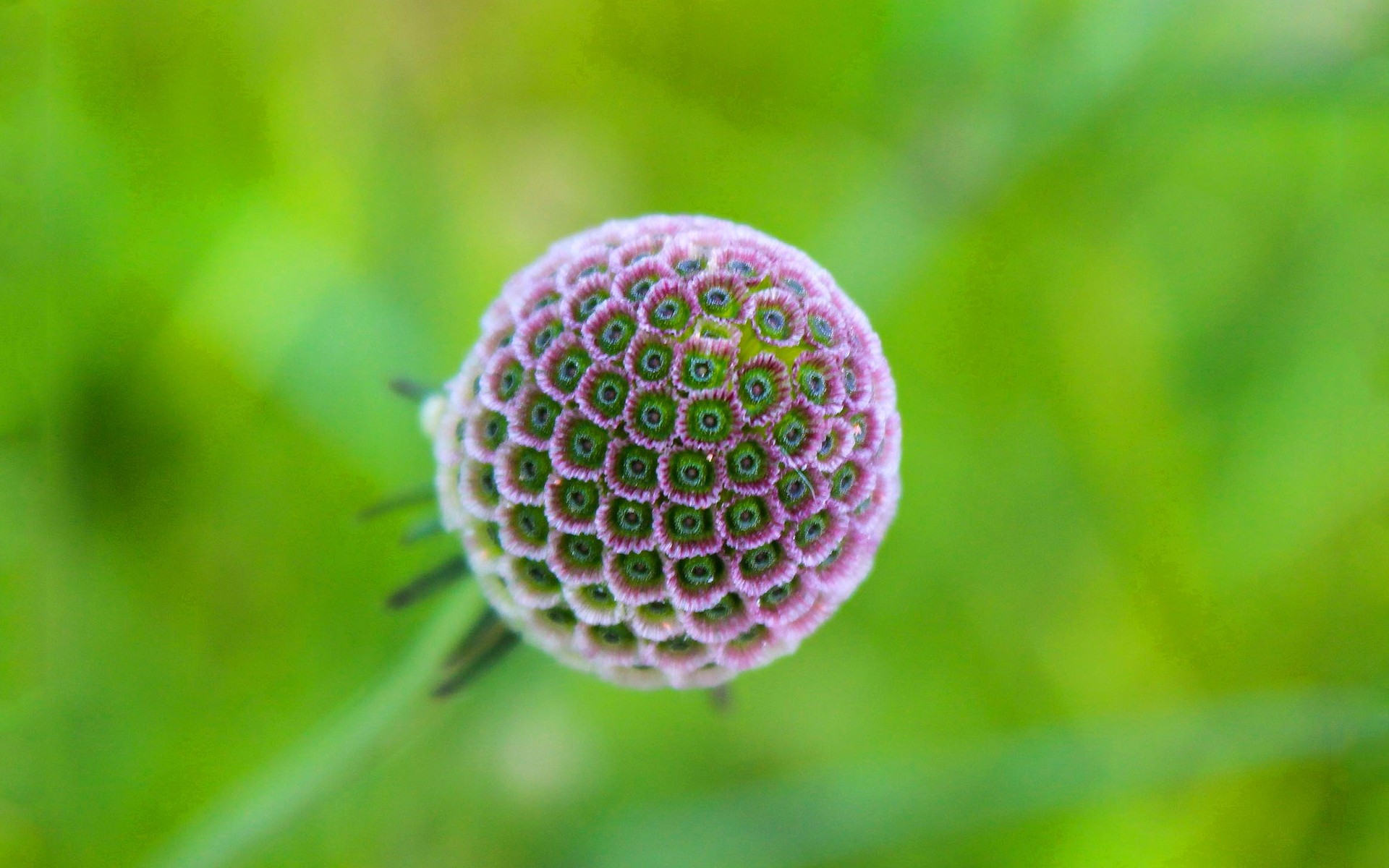 kwiaty natura flora lato liść ogród zbliżenie jasny kolor