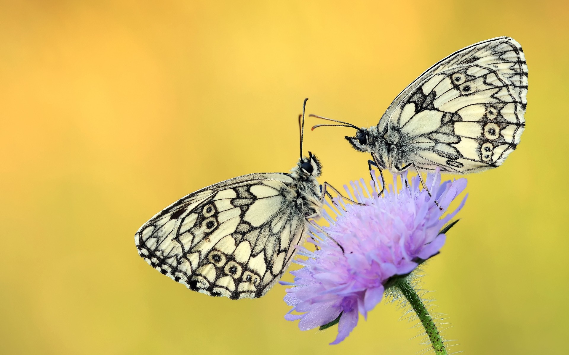 insectos mariposa insecto naturaleza ala lepidópteros vida silvestre al aire libre verano animal polilla antena invertebrados entomología delicado brillante monarca flor biología color mariposas flor púrpura