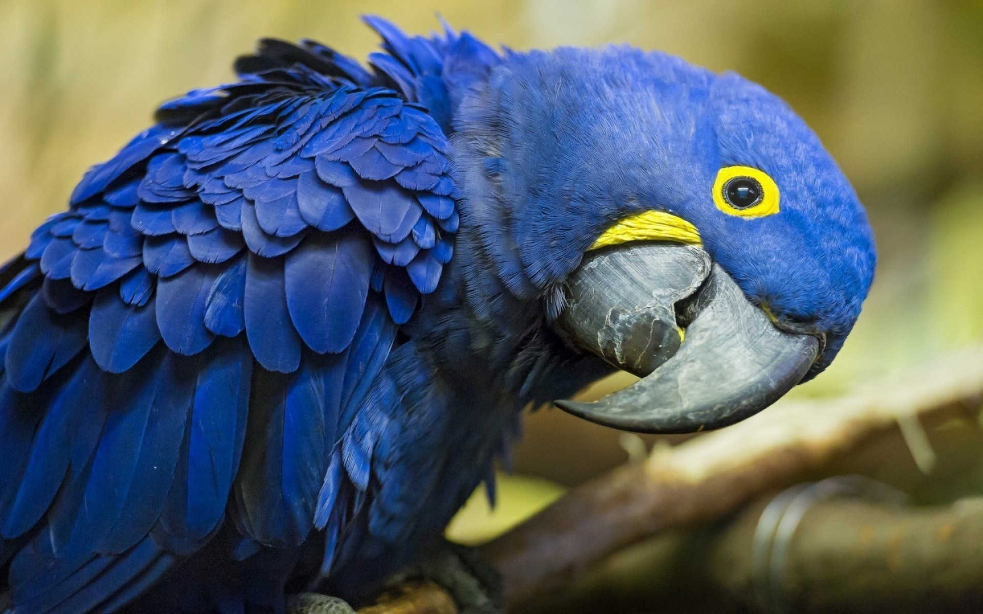 pappagallo uccello fauna selvatica ara piuma becco animale zoo avian natura selvaggio ala ritratto colore