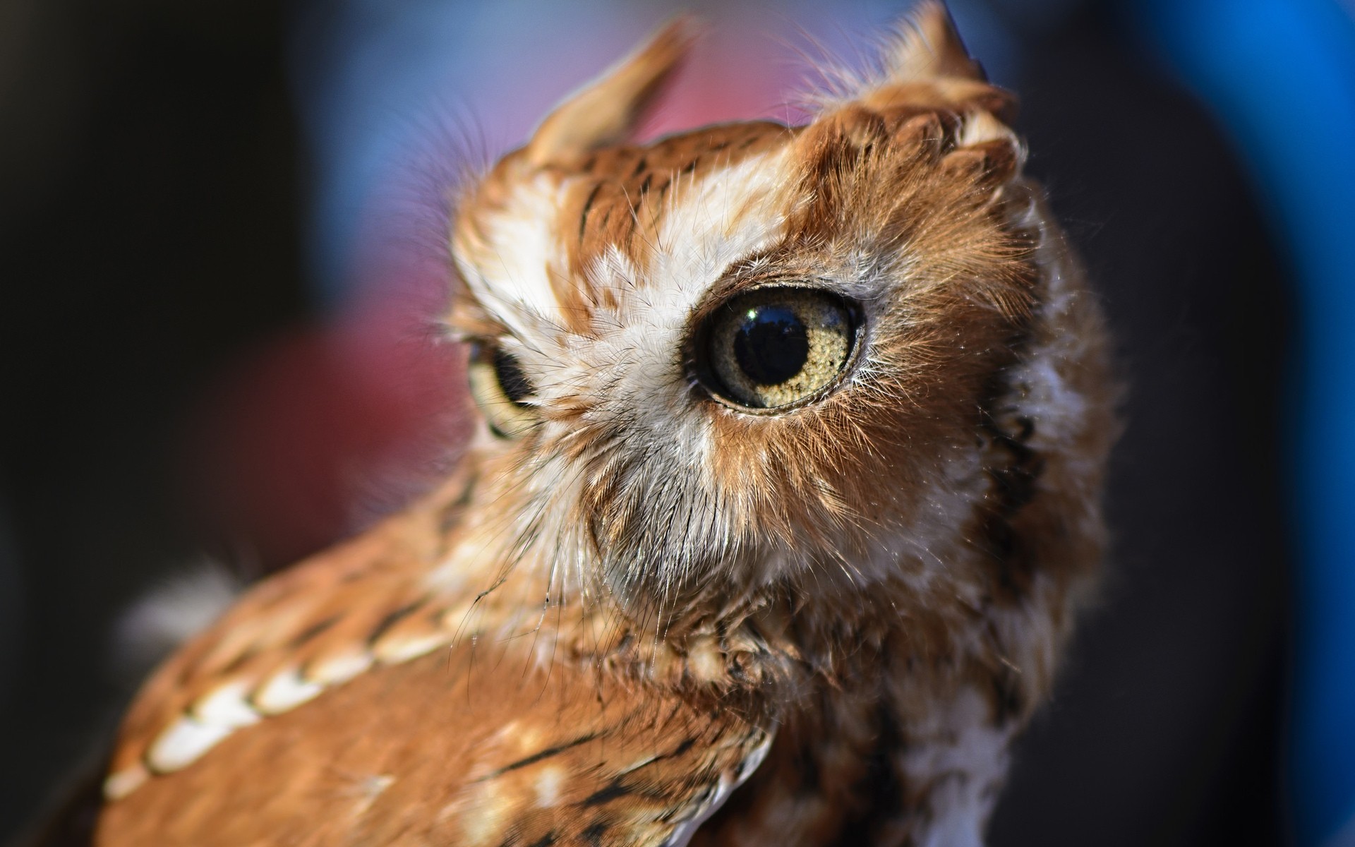 hibou la faune animal oiseau nature portrait peu oeil sauvage raptor mignon aperçu à l extérieur