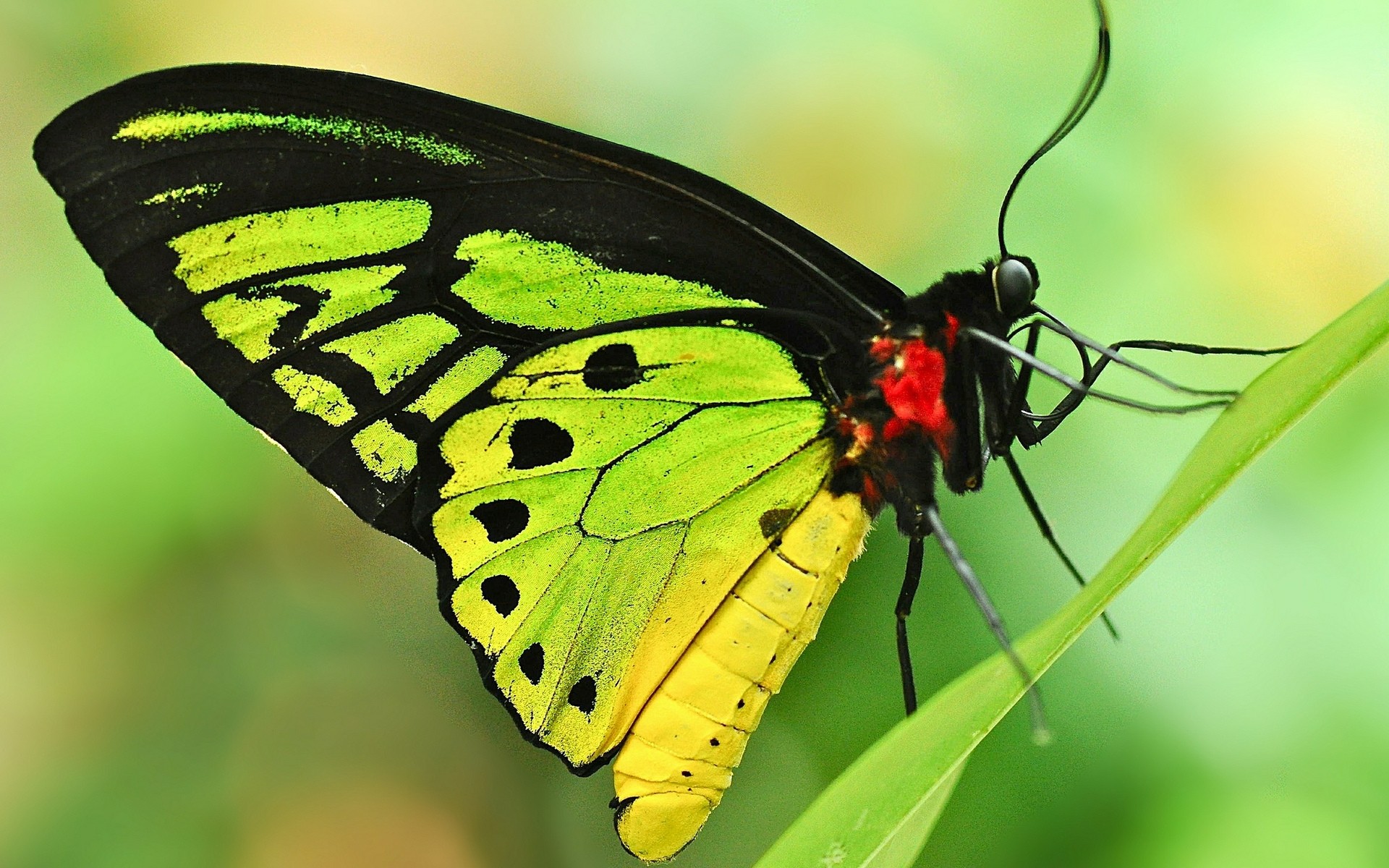 böcekler kelebek böcek doğa kanat yaz yaban hayatı hayvan omurgasızlar açık havada güve lepidoptera güzel hava renk sinek narin çiçek parlak biyoloji yaprak