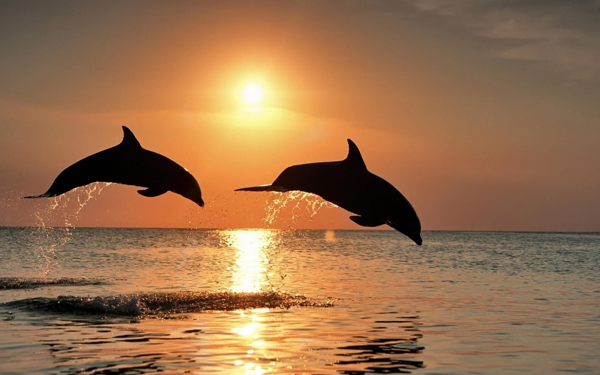 Sea sunset Dolphins - Phone wallpapers