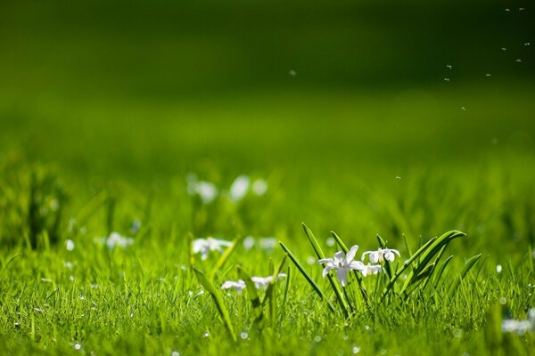 Familles de fleurs blanches sur la pelouse verte