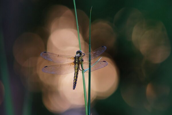 Nature insect dragonfly