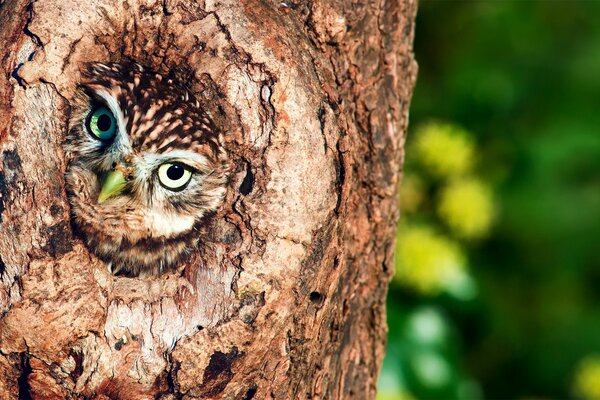 Un búho que vive en un árbol