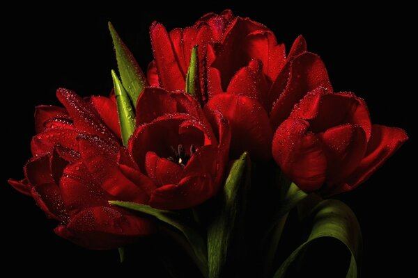 Tulipanes de flores rojas sobre fondo negro